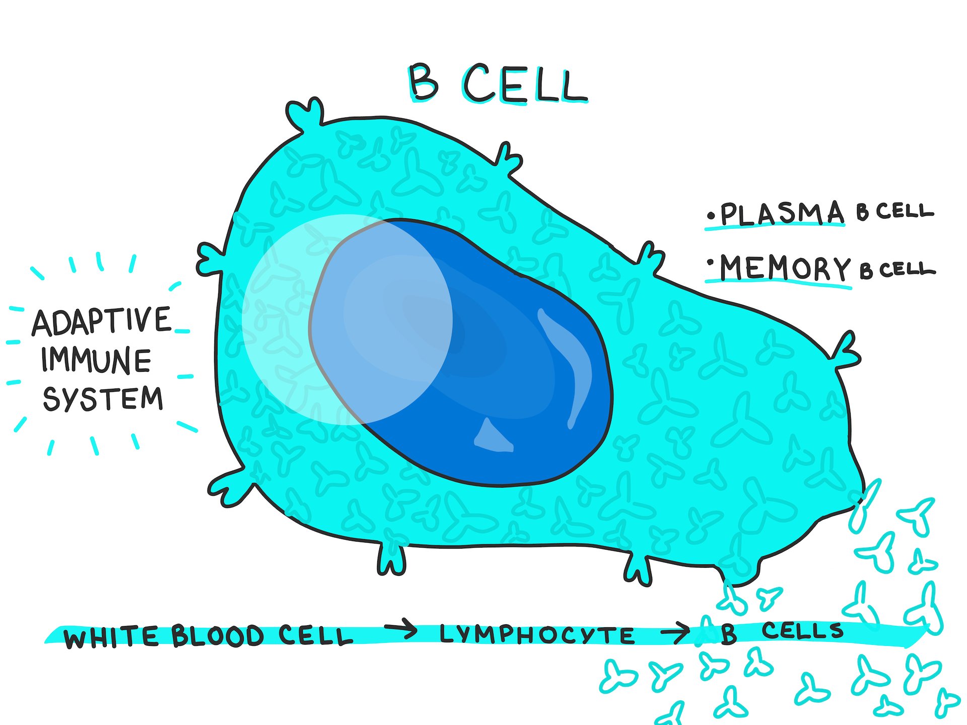 Memory B Cells Cartoon