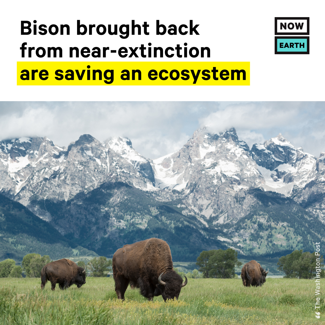 NowThis on Twitter "Bison are the largest land mammal in North America