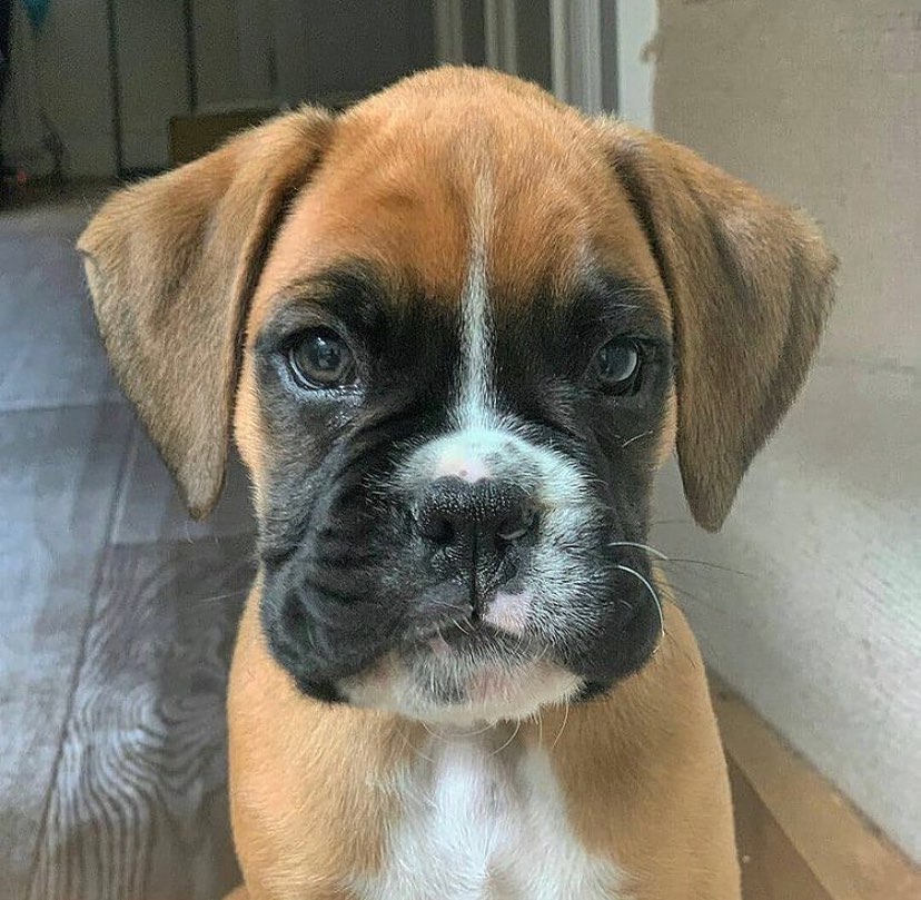 Are Eggs Good For Boxer Dogs