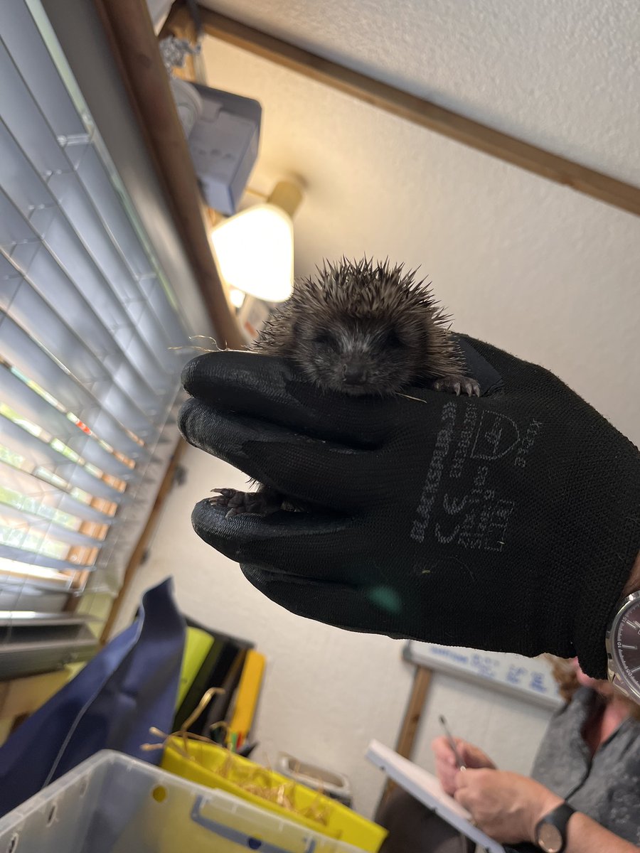 Vex Ashley 🩸 on Twitter "um FOUR fucking baby hedgehogs came out of my
