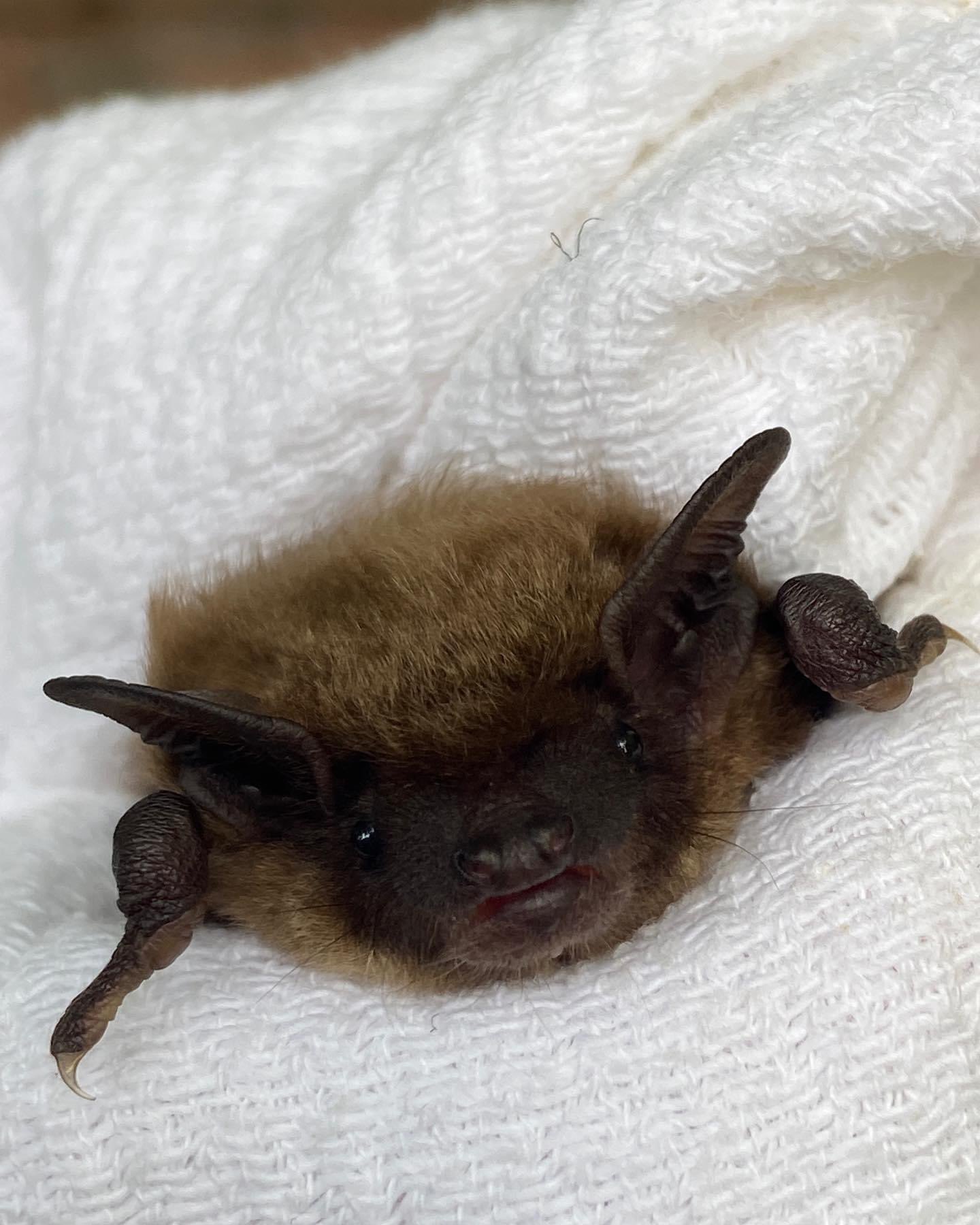 PA Bat Rescue on Twitter "She was the first baby bat we received this