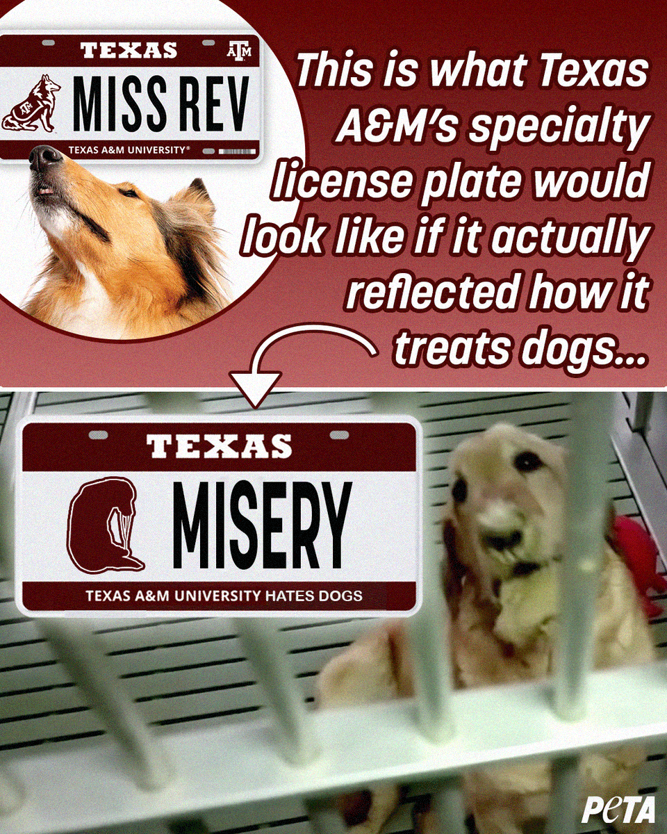 Do Milk Bones Cause Cancer In Dogs