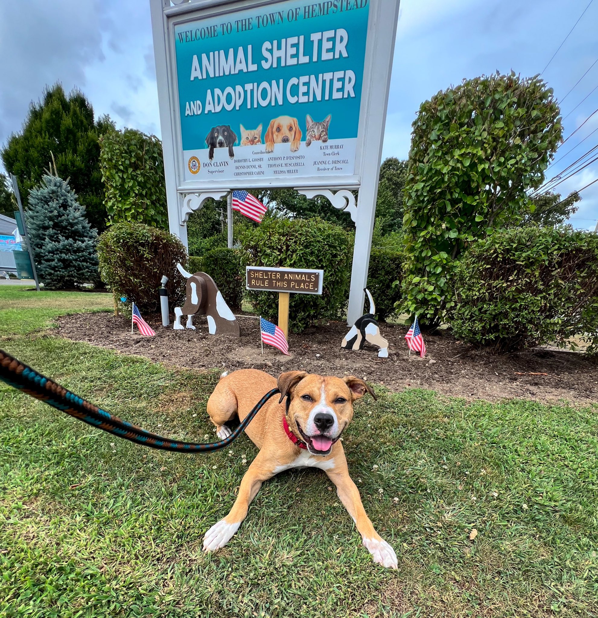 town of hempstead animal shelter wantagh ny Ching Pederson