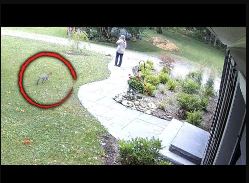 Inside Edition on Twitter "A rabid fox attacked a woman outside of her