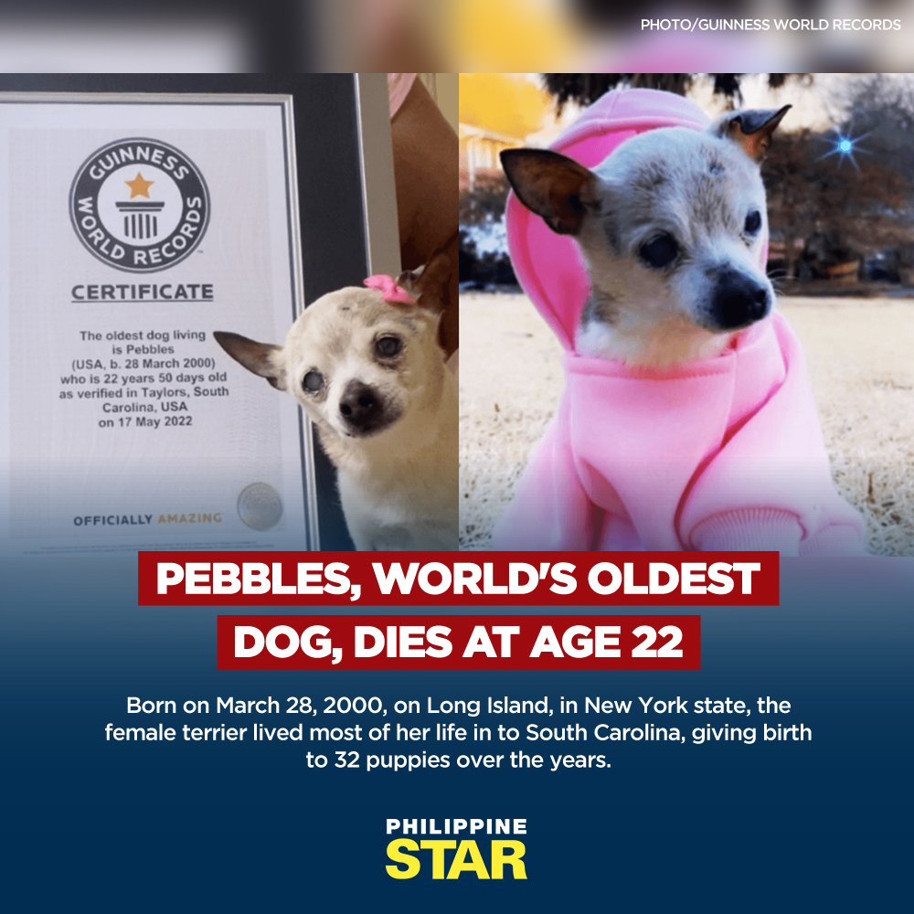 The Philippine Star on Twitter "Pebbles, a Toy Fox Terrier that held