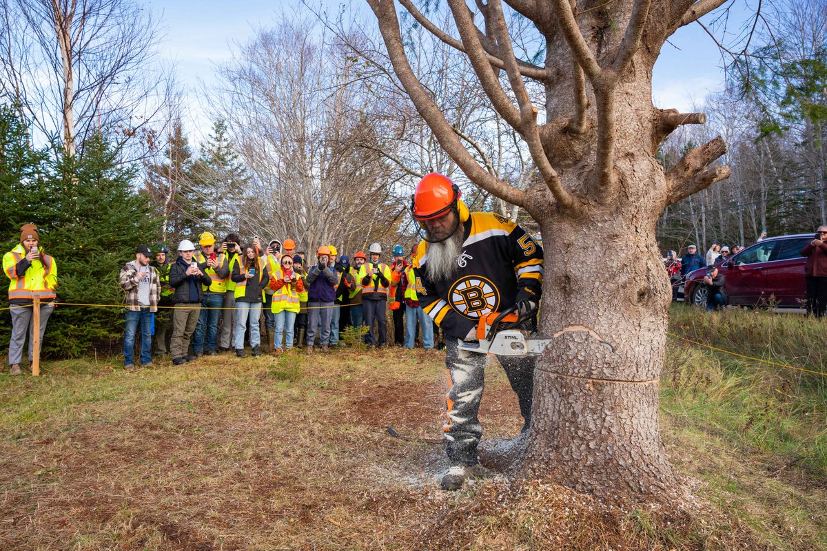 Nova Scotia Museum on Twitter "RT TreeforBoston Today, November 16