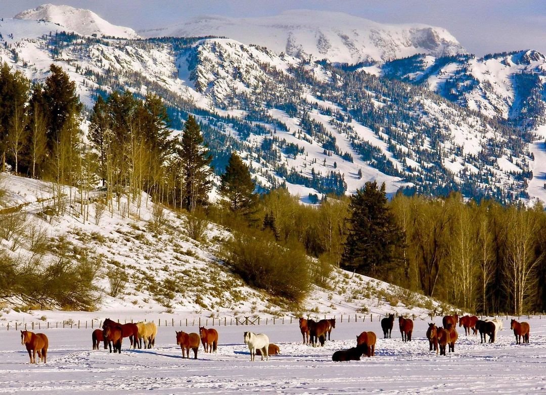 🌲Norway Pine 🇳🇴 🍁 on Twitter "Ranching in Wyoming 🇺🇸🐎"