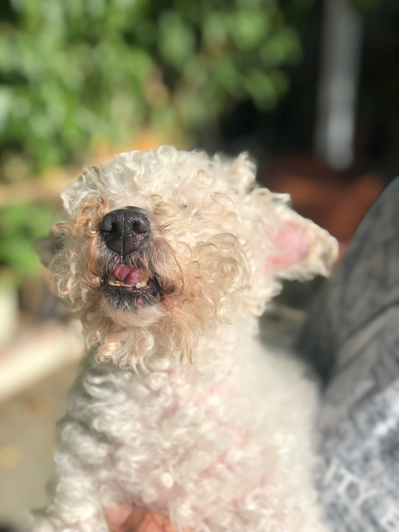 𝓁.♡ on Twitter "RT LADogsForYou I'm Coco , a senior male Poodle in