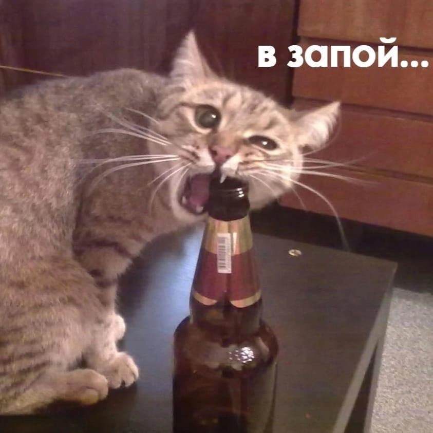 Russian Memes United on Twitter "going on a bender..."