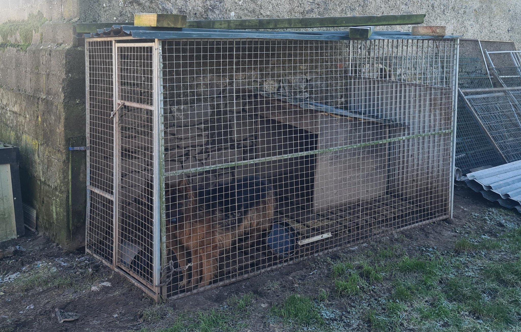 Garda Info on Twitter "Gardaí in Limerick have seized 19 dogs (15