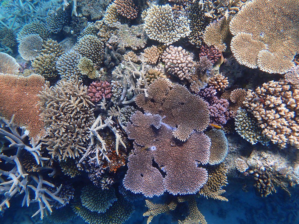 Coral Sea Foundation on Twitter "We get asked a lot, "is the Great