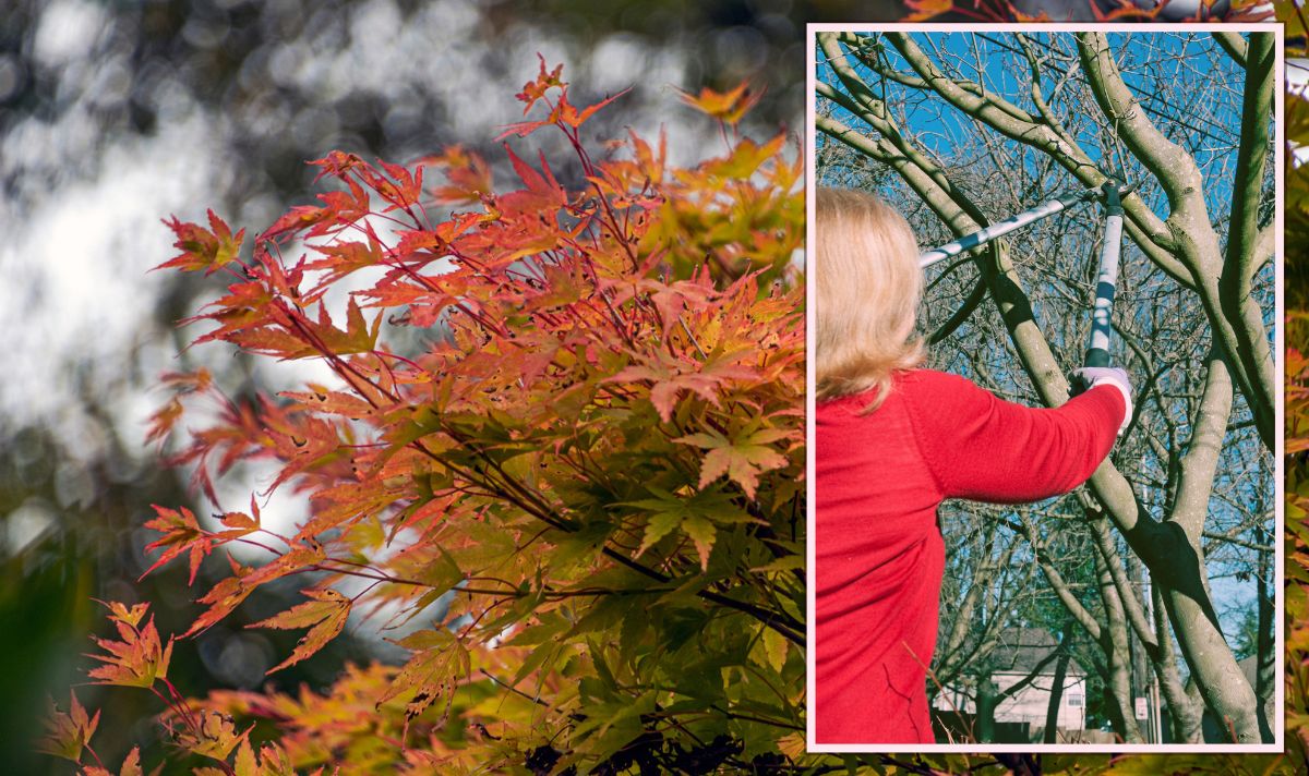 ‘Best time’ to prune your Japanese maple how to avoid ‘damage’ and