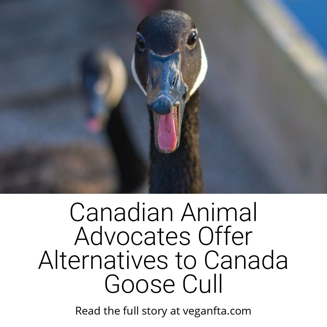Vegan FTA on Twitter "The Animal Alliance of Canada has offered