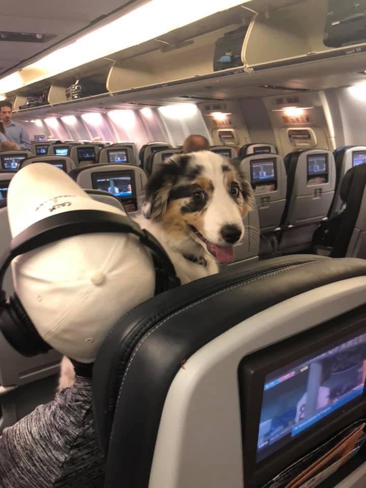 WeRateDogs® on Twitter "Here's a pup on their very first plane ride