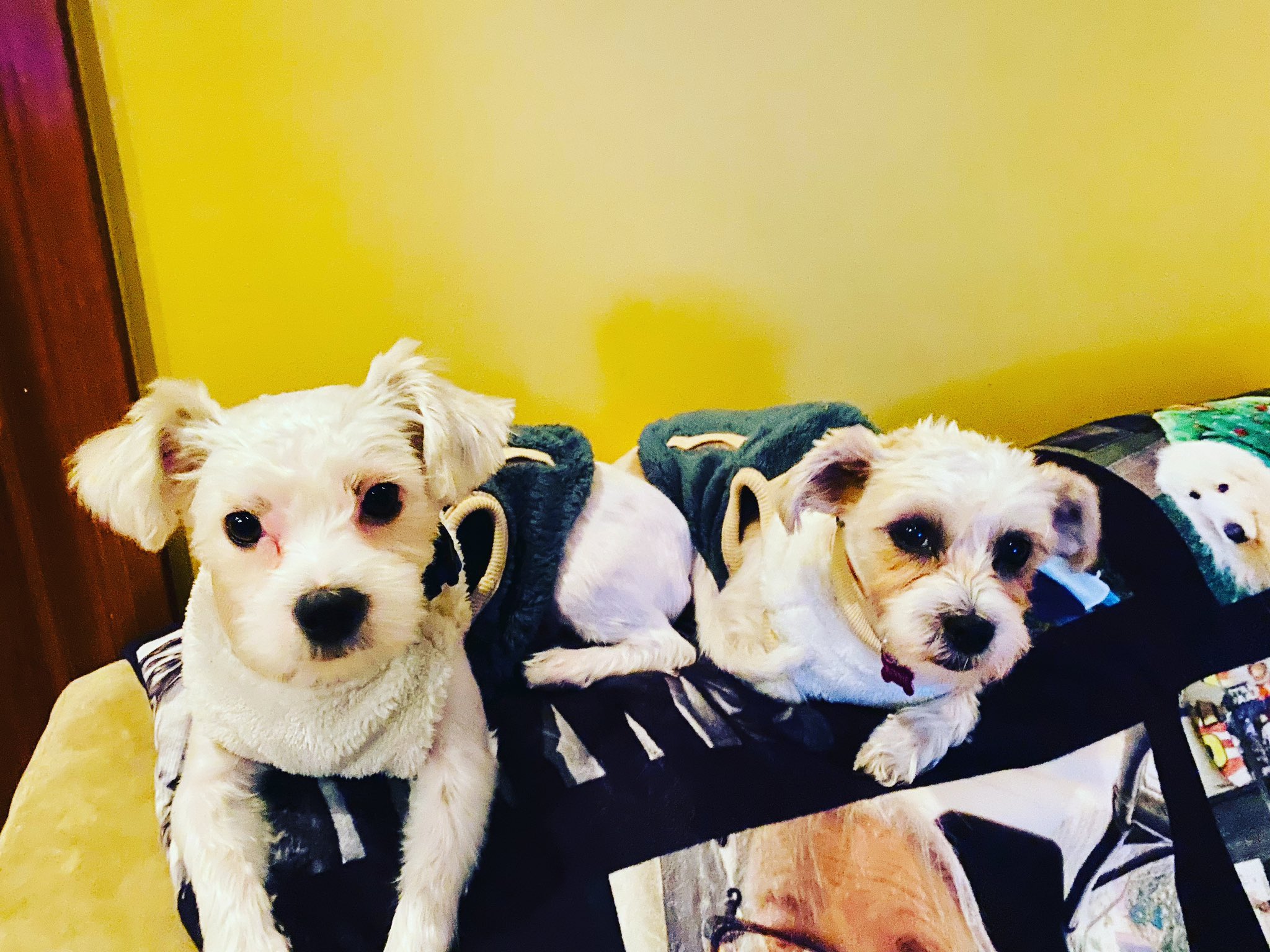 Stephanie Miller on Twitter "Ok, Bonnie and Clyde are back inside