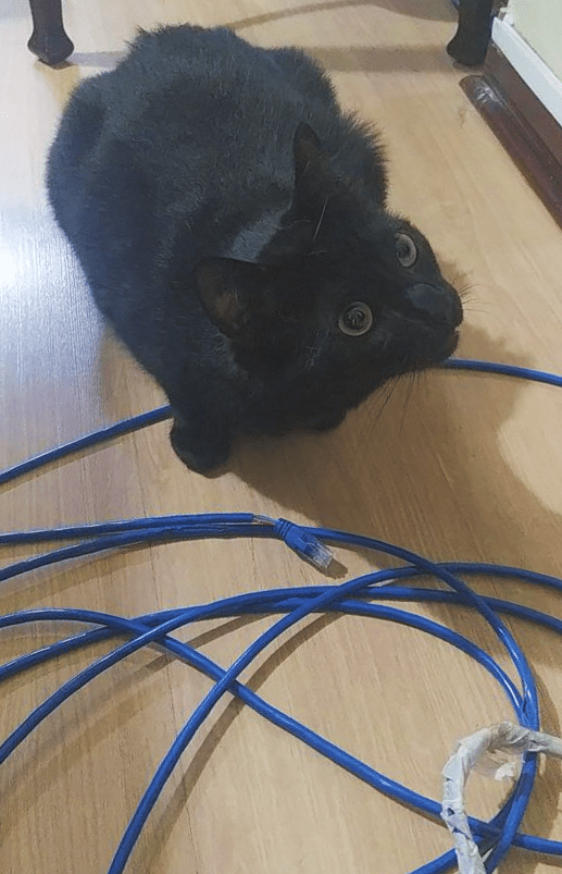 🔸Mag🔸 on Twitter "my cat just ATE MY CABLE https//t.co/5GJBCKaa9G" / Twitter
