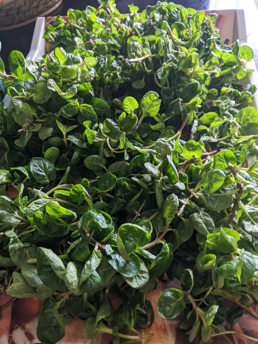 4 Shocking Facts on Iron Rich Foods Fact 1 Spinach has iron but