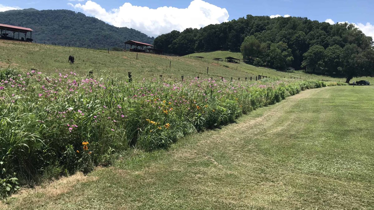 The Wildlife Society on Twitter "NCAgriculture planted pollinator