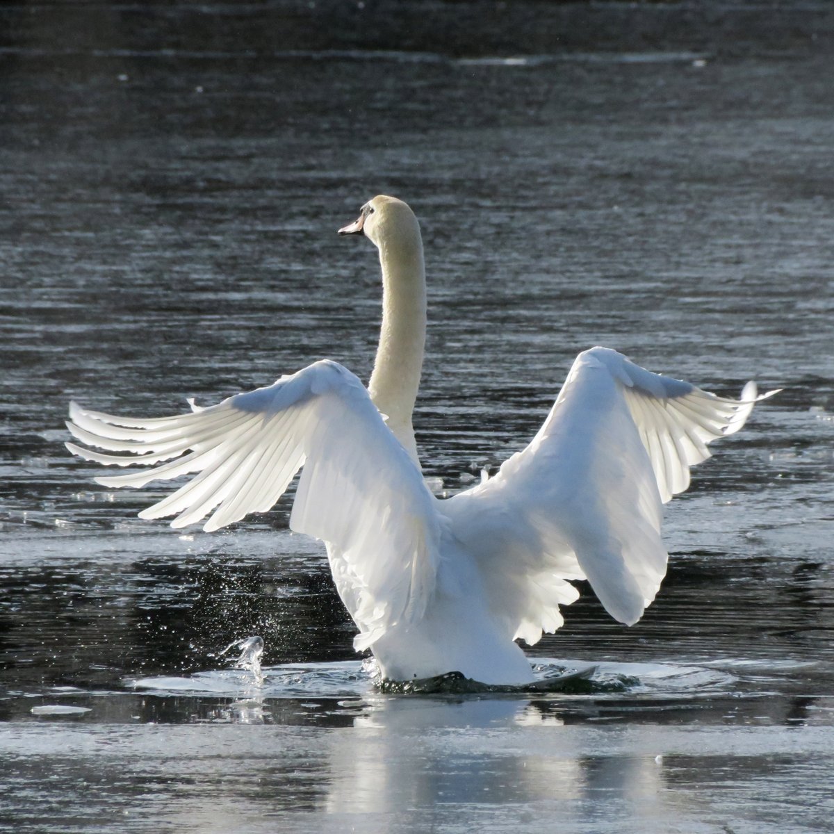 The Bruderhof on Twitter "These beautiful mute swans were spotted on the lake at the Belvale