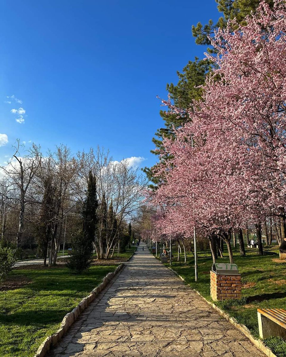 Vrojtuesit e lagjes Prishtinë on Twitter "Kur Pranvera vinte në