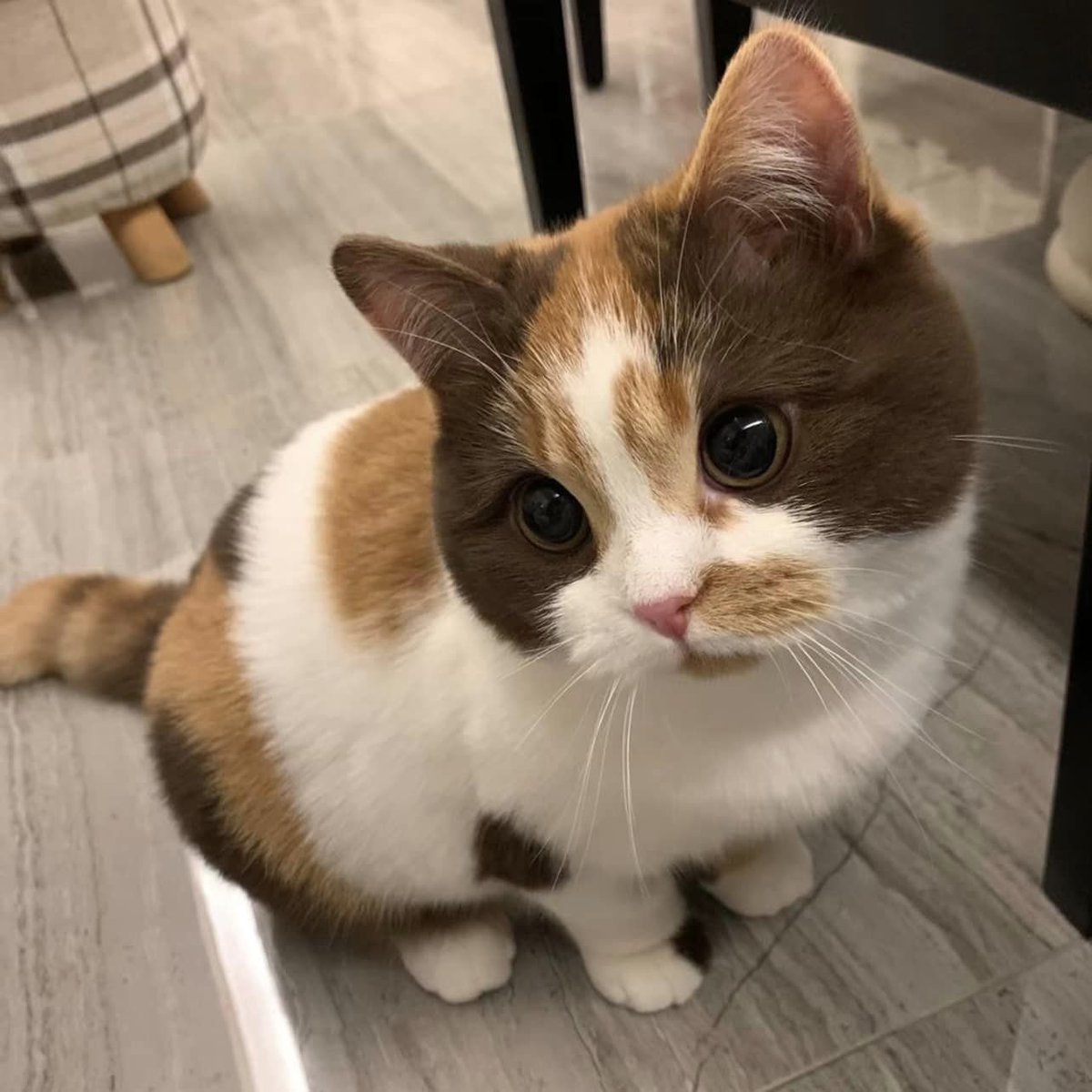 translated cats on Twitter "Three new colors, strange patterns."