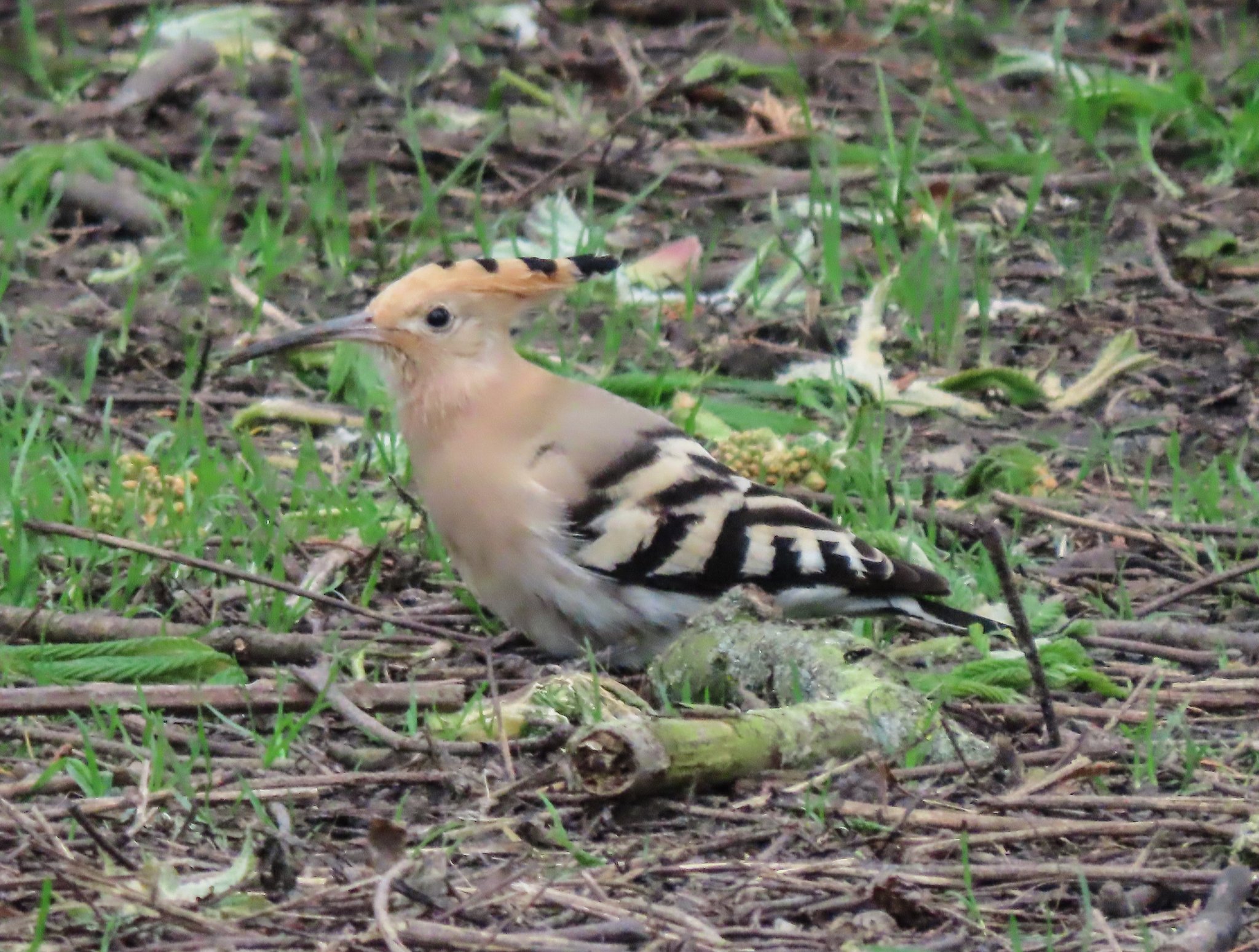Jo on Twitter "Hoopoe in Swanage, at Days Park. Just before we leave