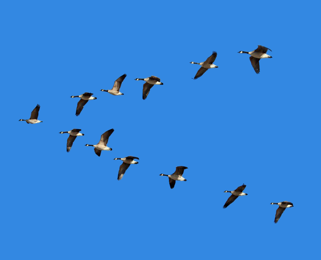 Canadian Geese V Formation