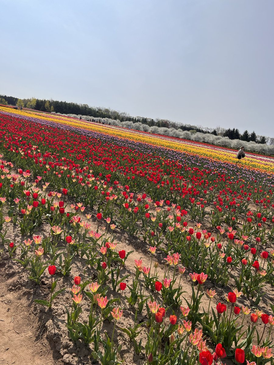 Carol 🇨🇦🇺🇸 💙 🏴󠁧󠁢󠁳󠁣󠁴󠁿🇬🇧 on Twitter "Timeline cleanse … Come with me to