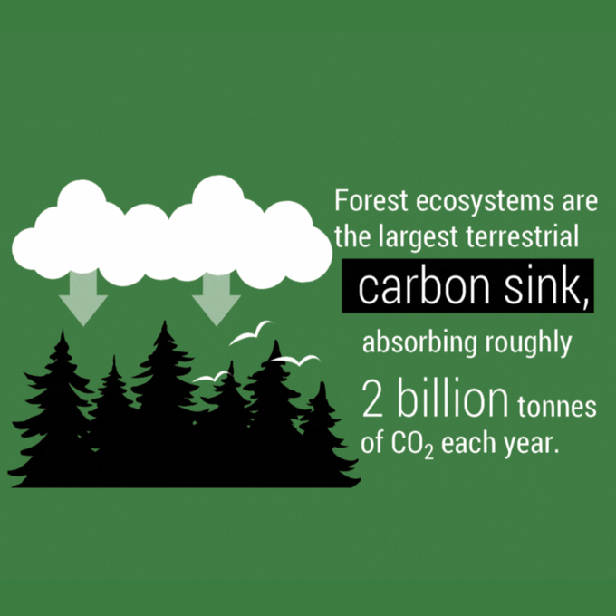 UN Biodiversity on Twitter "Every tree counts! The UN Forum on