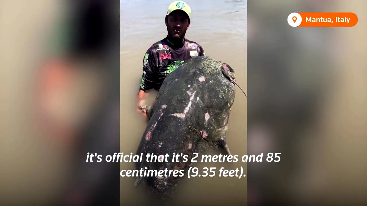 Reuters on Twitter "WATCH This giant catfish was caught in Italy’s