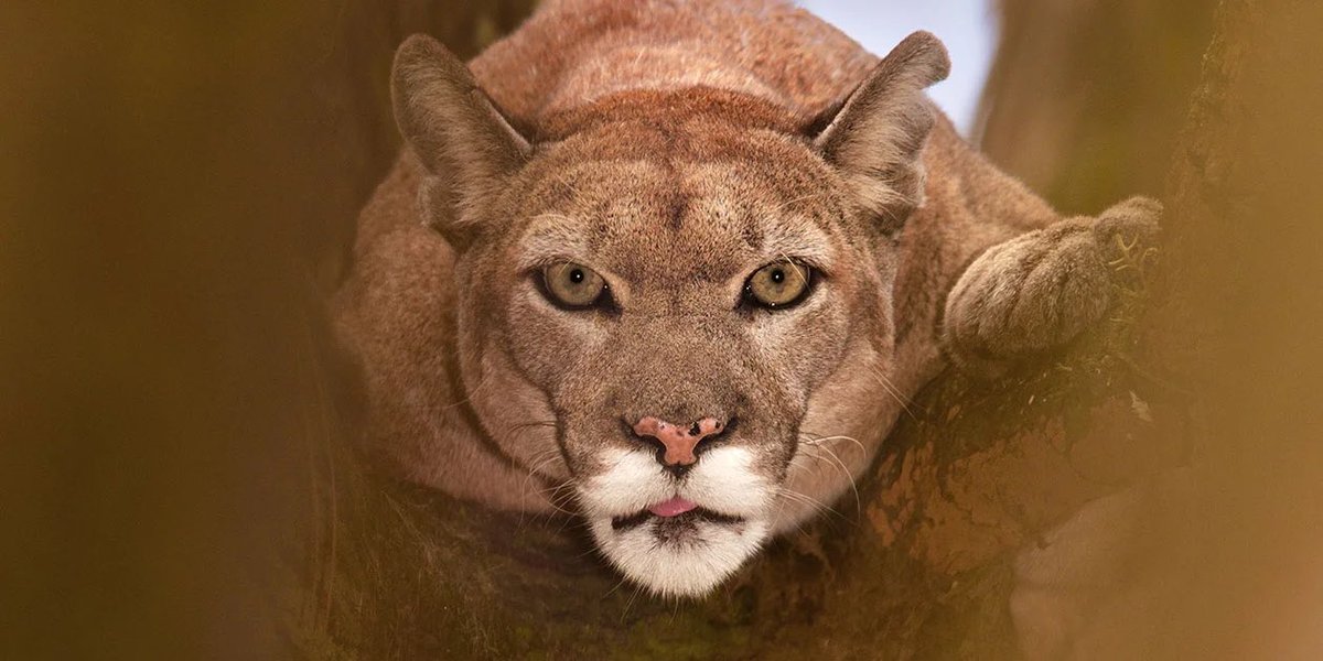 Hernan Cortes on Twitter "South Florida has its own subspecies of cougar, the Florida Panther
