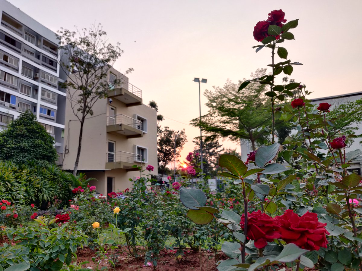 KIIT Kalinga Institute of Industrial Technology on Twitter "Rose