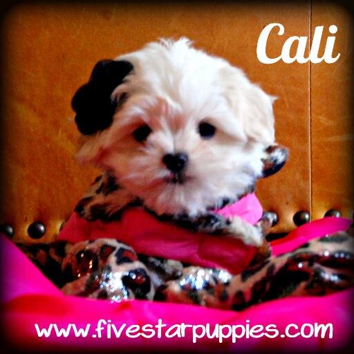 Five Star Puppies (fivestarpuppies) Twitter
