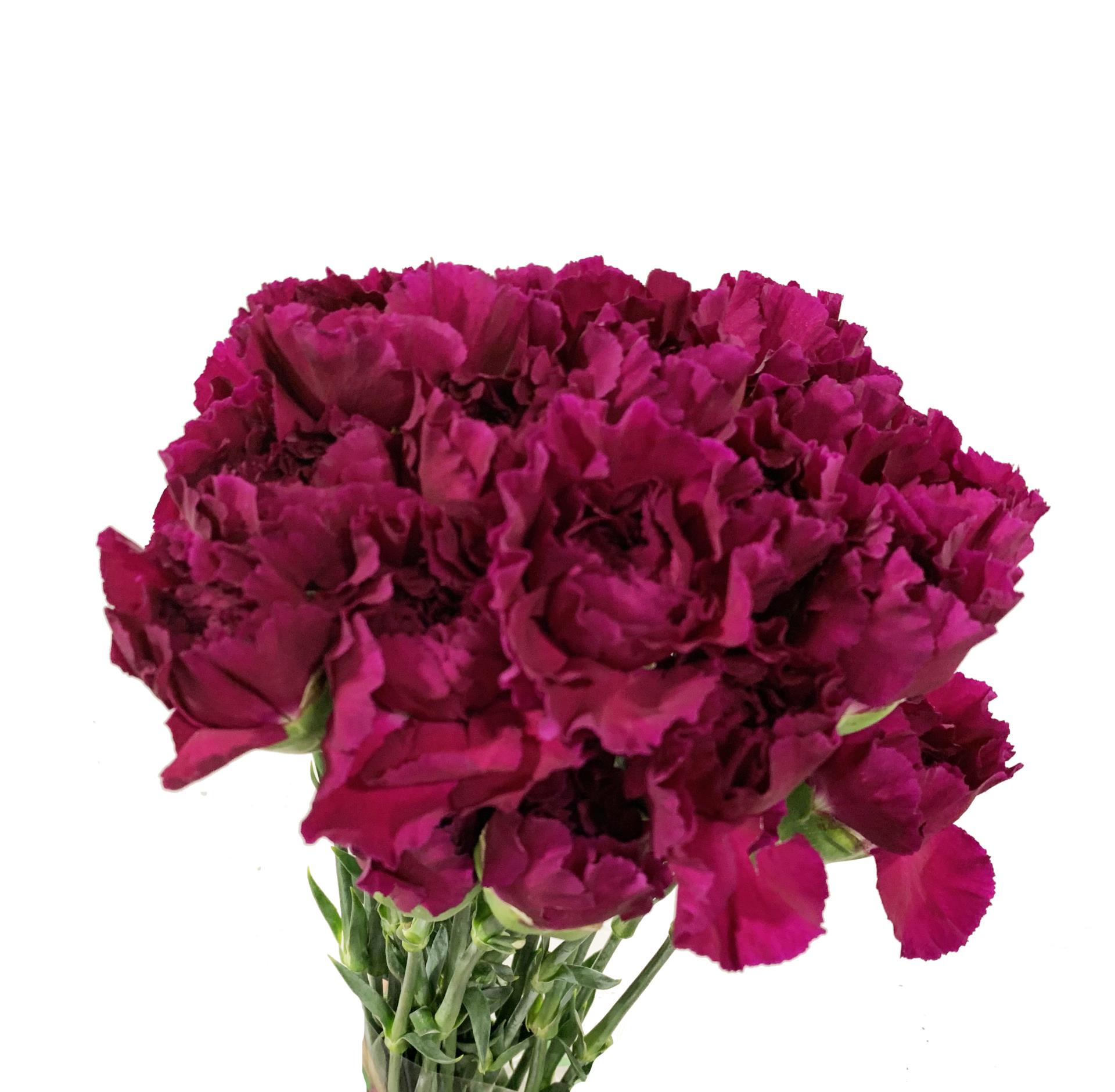 Palm Beach Wholesale Floral Pheonix Leaves Stevens And Son Wholesale