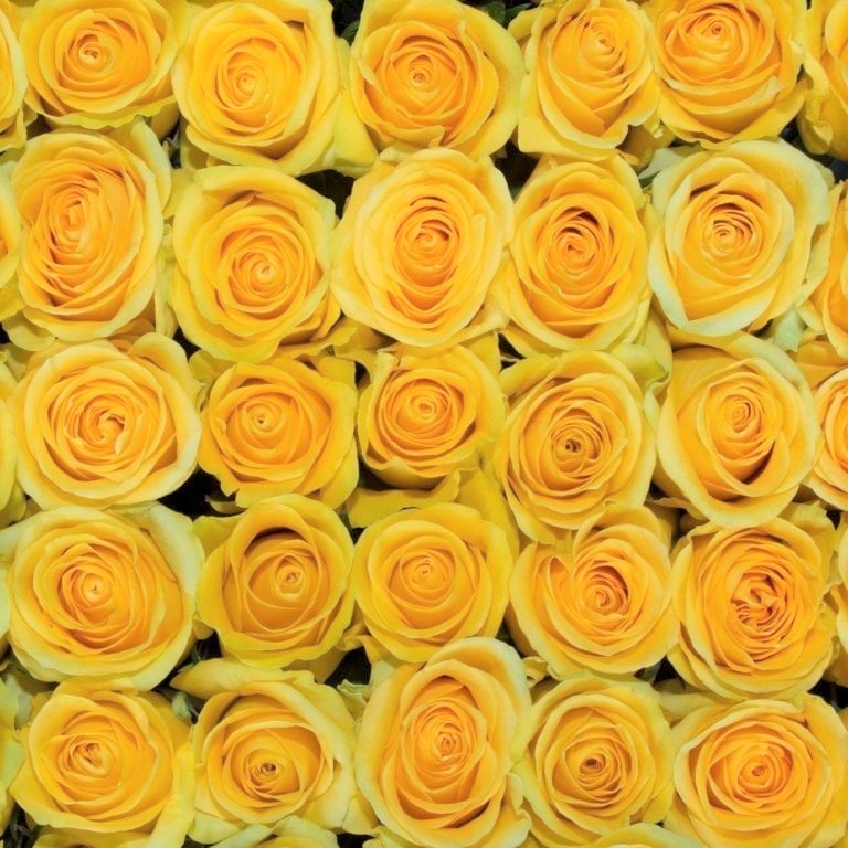 Palm Beach Wholesale Flowers