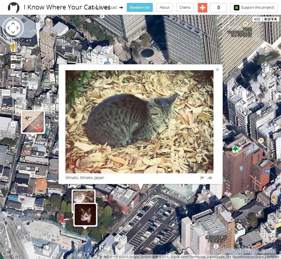 世界中から猫だけの画像が見れるWebサービス 『I Know Where Your Cat Lives』 PCあれこれ探索