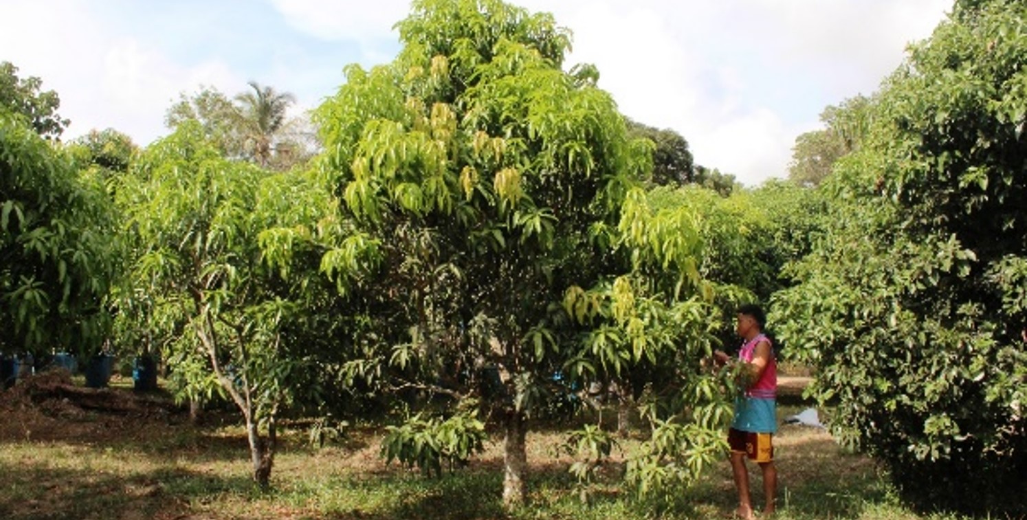 Ongoing project uses biotech to improve ‘Carabao’ mango variety