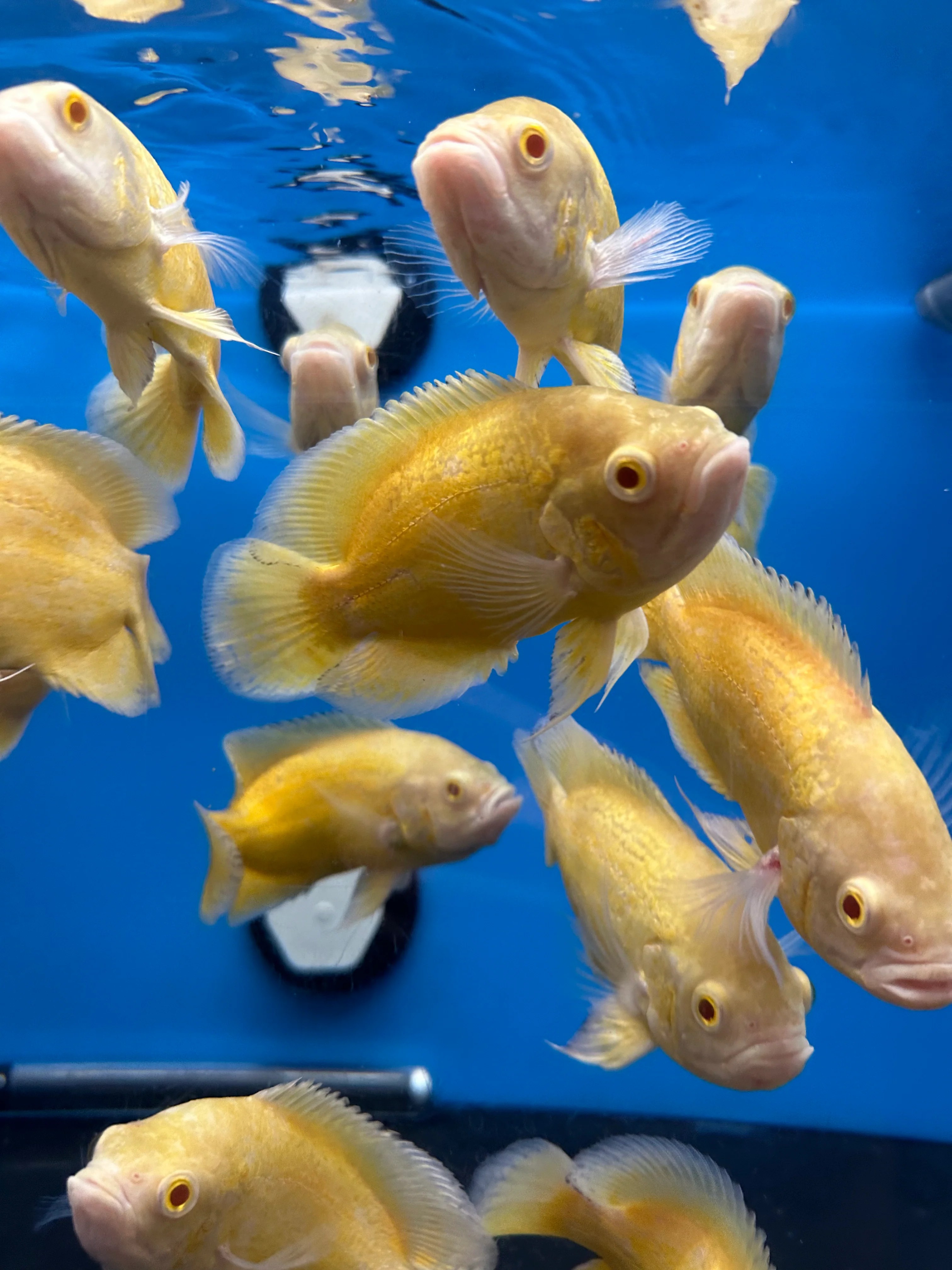 Lemon Oscar Cichlid (Astronotus Ocellatus) PC Aquatics