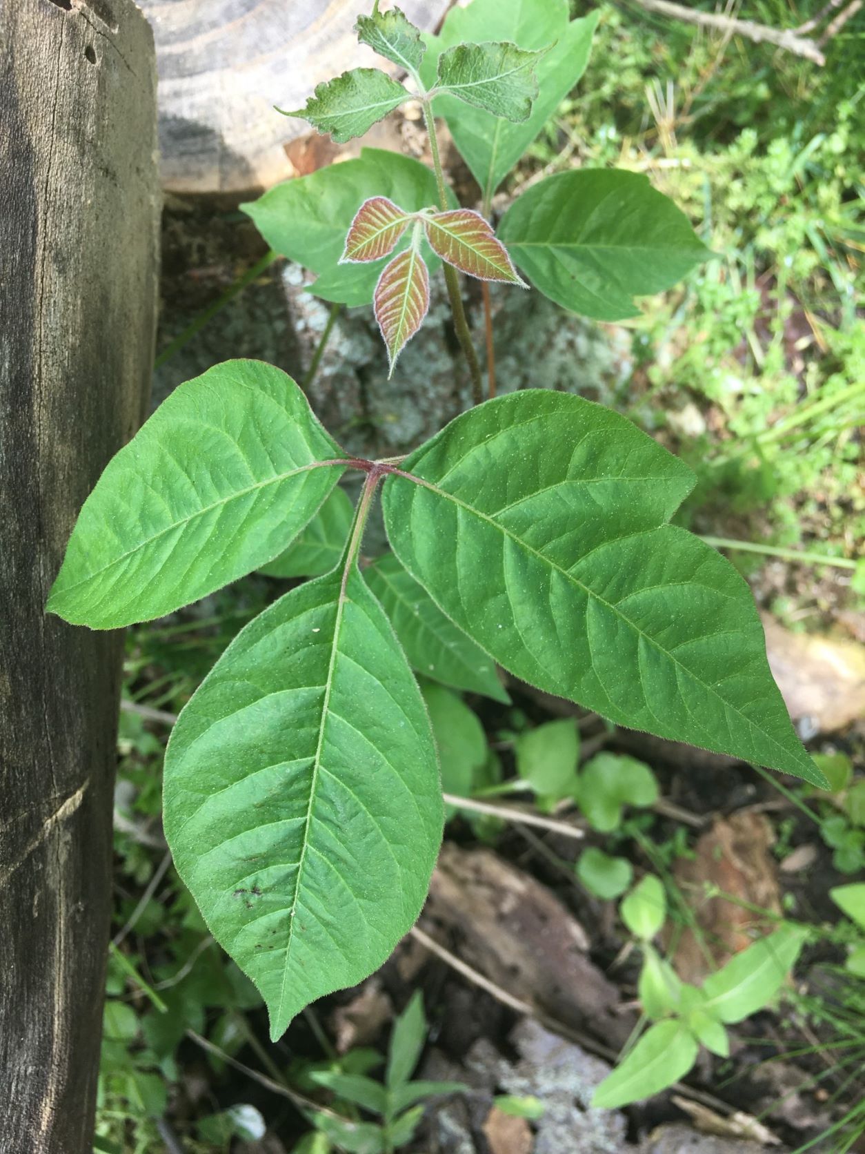 Poison Ivy 101 Identifying, Treating, and Preventing Rashes in Central