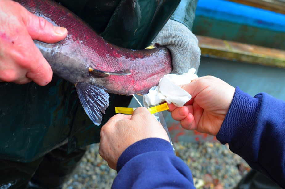 A Hatchery Photo Story Port Coquitlam & District Hunting & Fishing Club
