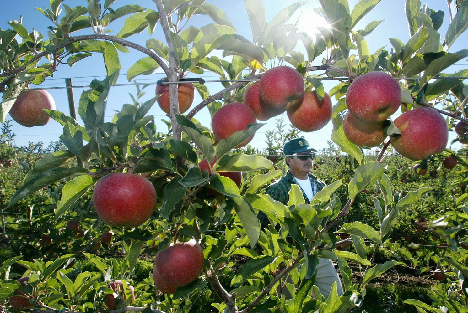 State’s apple crop may be thirdlargest yet The Columbian
