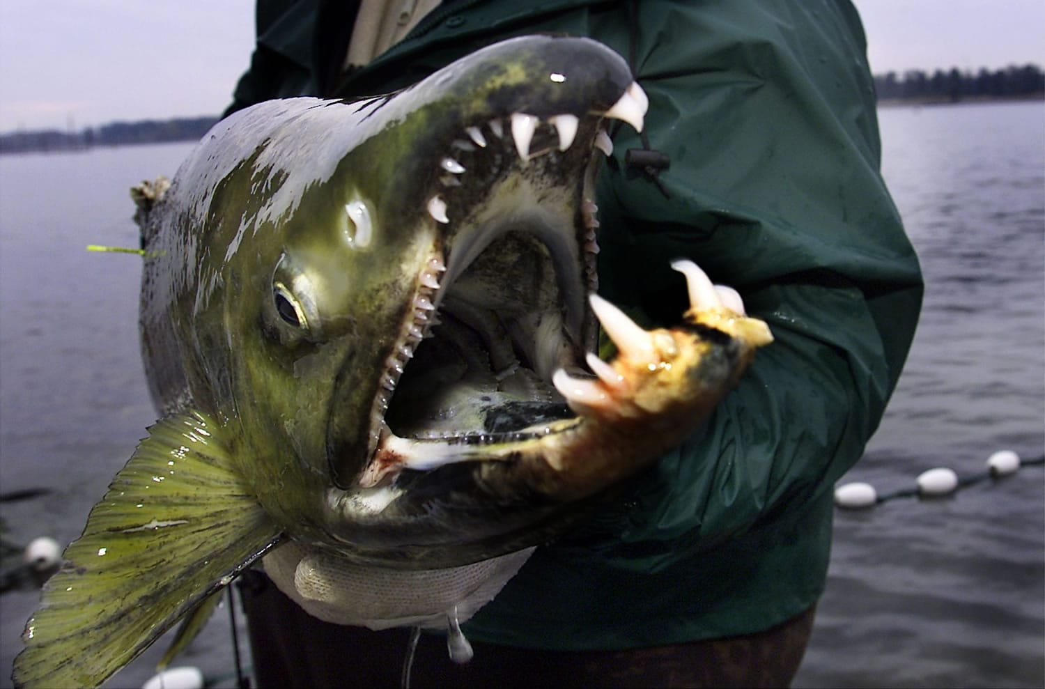 World Record Chum Salmon