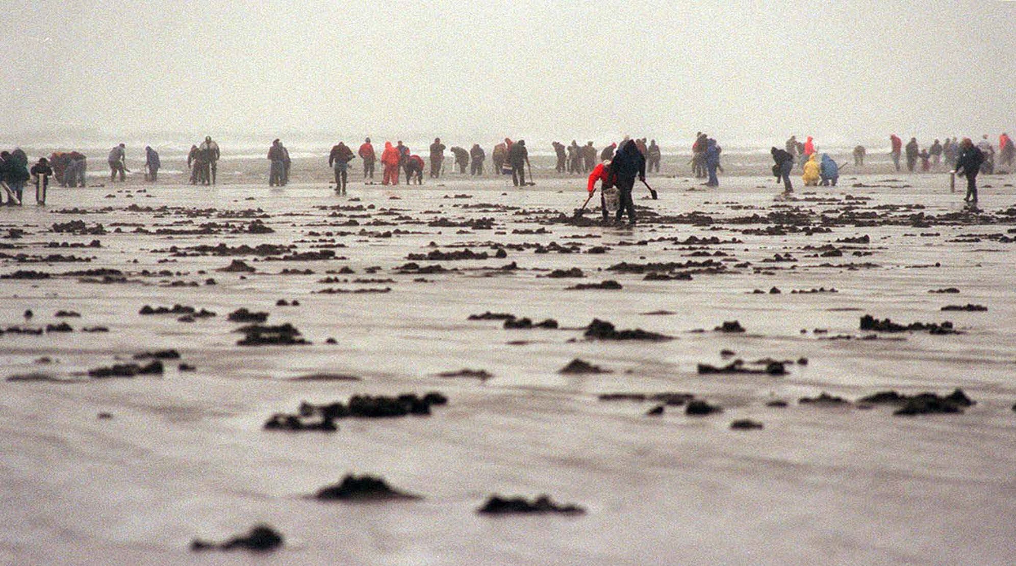 High marine toxin level cancels Twin Harbors clam dig The Columbian