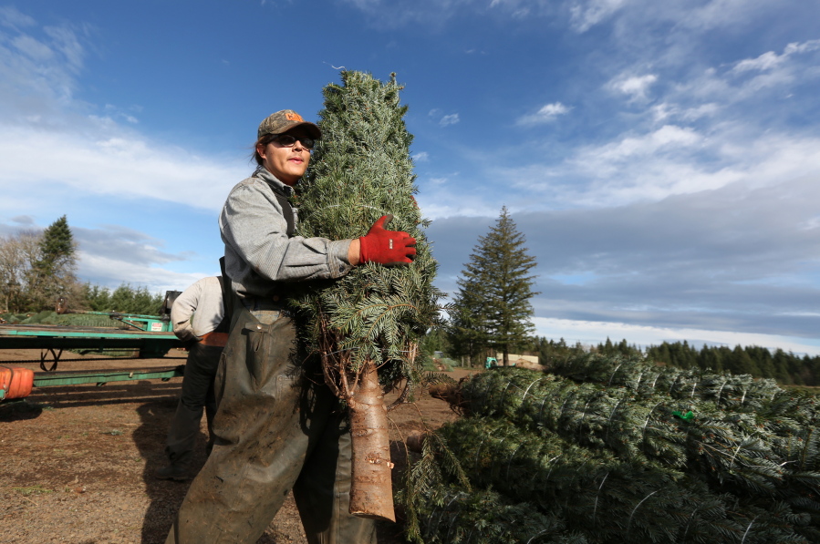 Boughs, poinsettias, holly offer holiday niche for Oregon farmers The Columbian