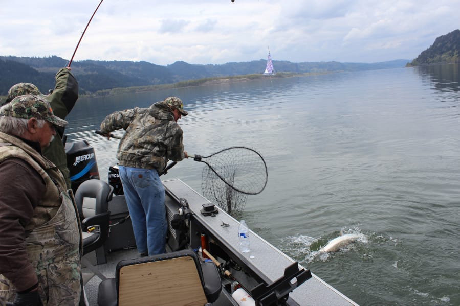 Columbia River Spring Chinook 2023 Season