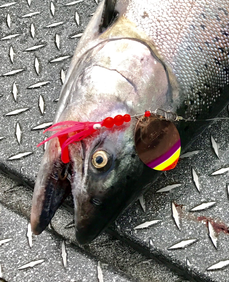 Spring Chinook Forecast 2023