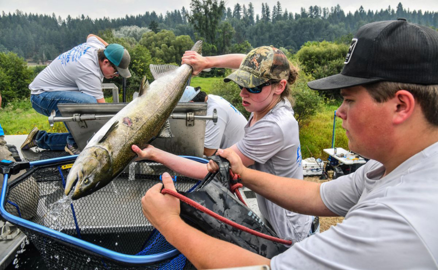 After 111 years, summer chinook are back in the Little Spokane River