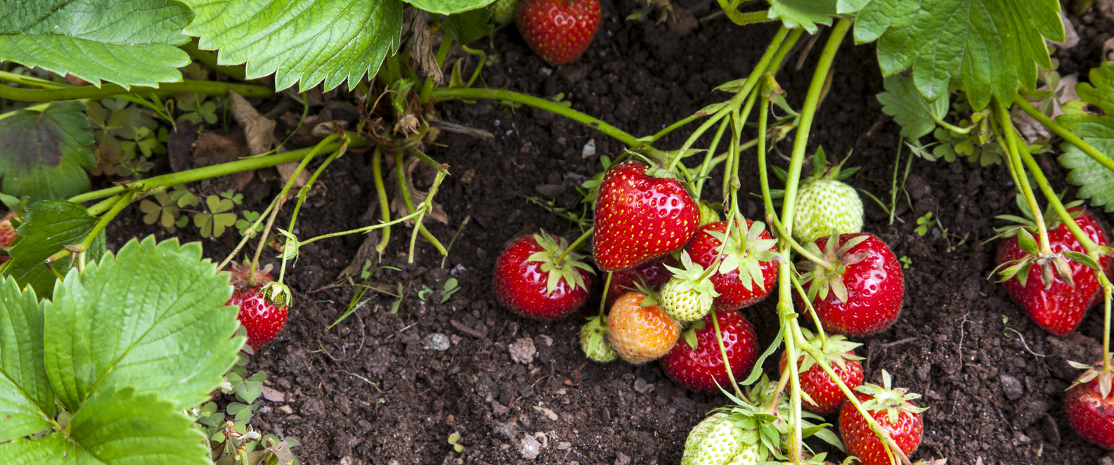 Gardening with Allen How to start a strawberry bed Flipboard