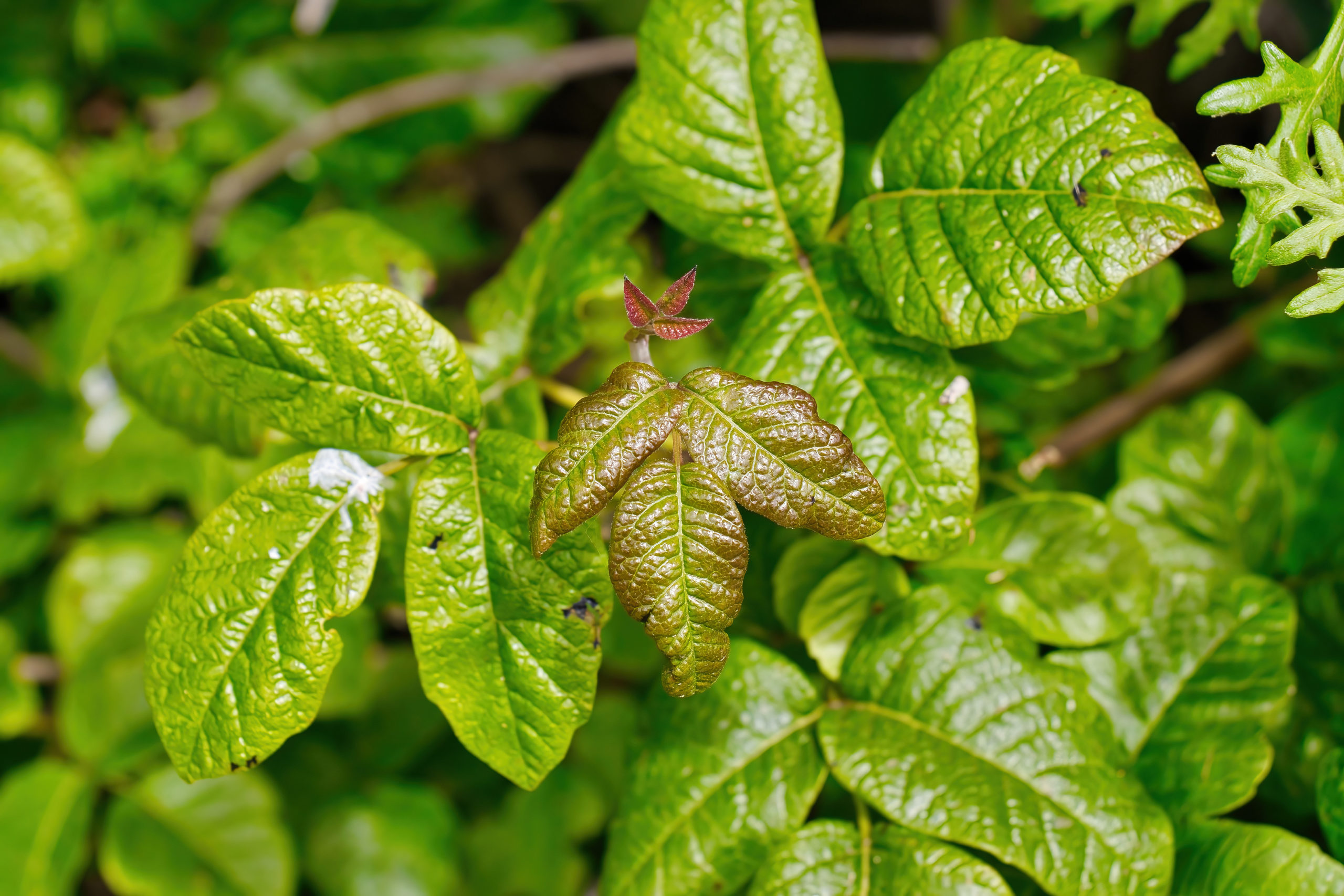 Plants and Berries to Avoid on Your Outdoor Adventures Putnam County