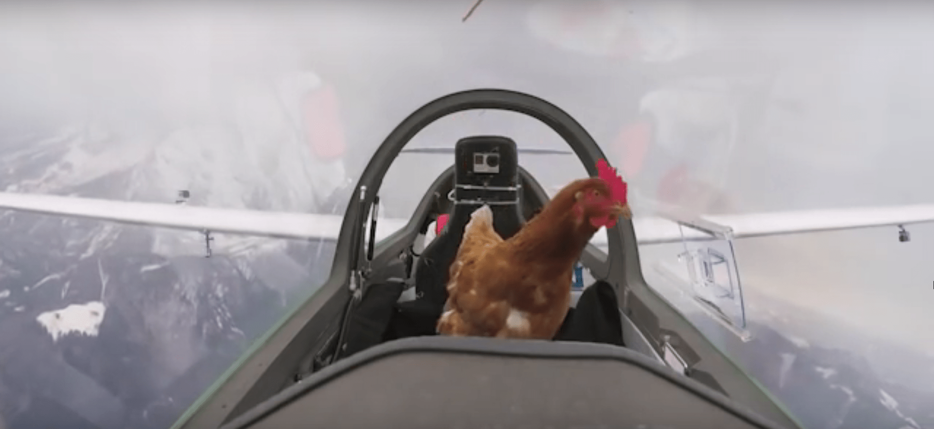 NPIP. What’s that? Pet Chickens of Virginia Association